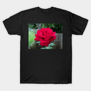 Royal William Hybrid tea red rose T-Shirt